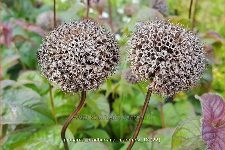 Monarda bradburiana 'Maramek' Staude im 9x9 cm Vierecktopf