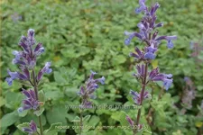 Nepeta grandiflora 'Summer Magic'