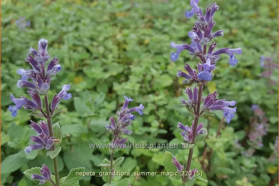 Nepeta grandiflora 'Summer Magic'