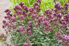 Origanum laevigatum 'Herrenhausen'