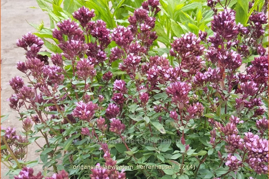 Origanum laevigatum 'Herrenhausen'