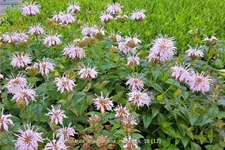 Monarda bradburiana 'Maramek' Staude im 9x9 cm Vierecktopf
