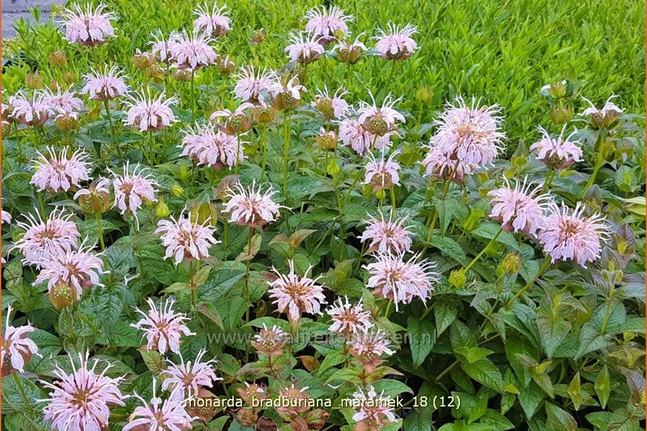 Monarda bradburiana 'Maramek' Staude im 9x9 cm Vierecktopf