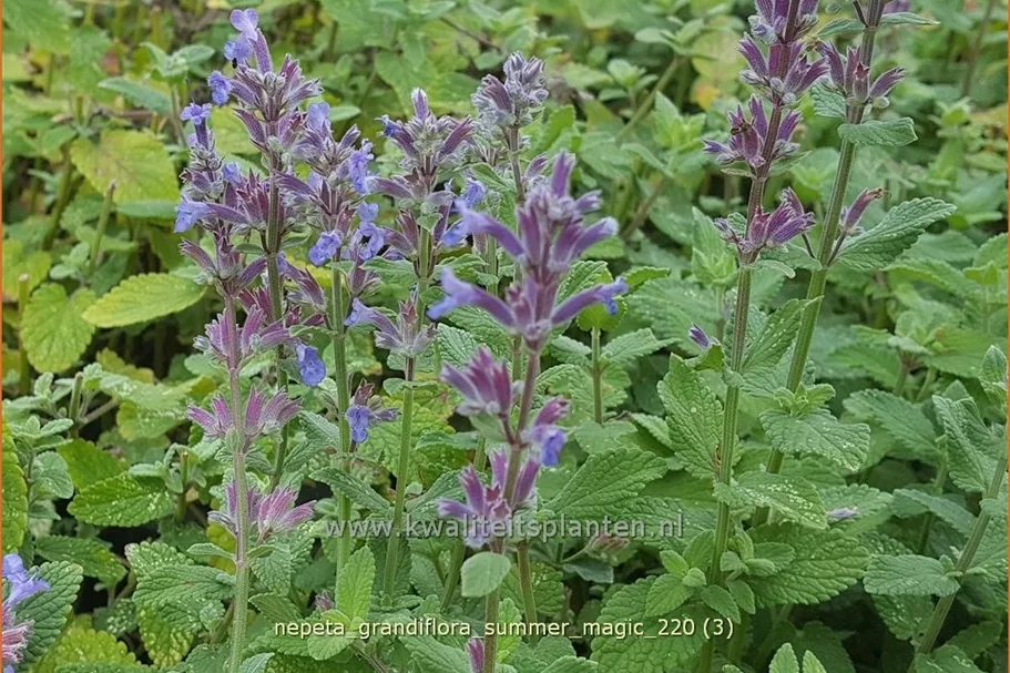 Nepeta grandiflora 'Summer Magic'