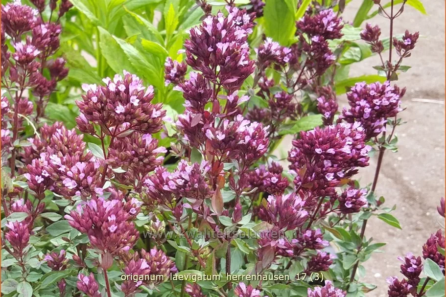 Origanum laevigatum 'Herrenhausen'
