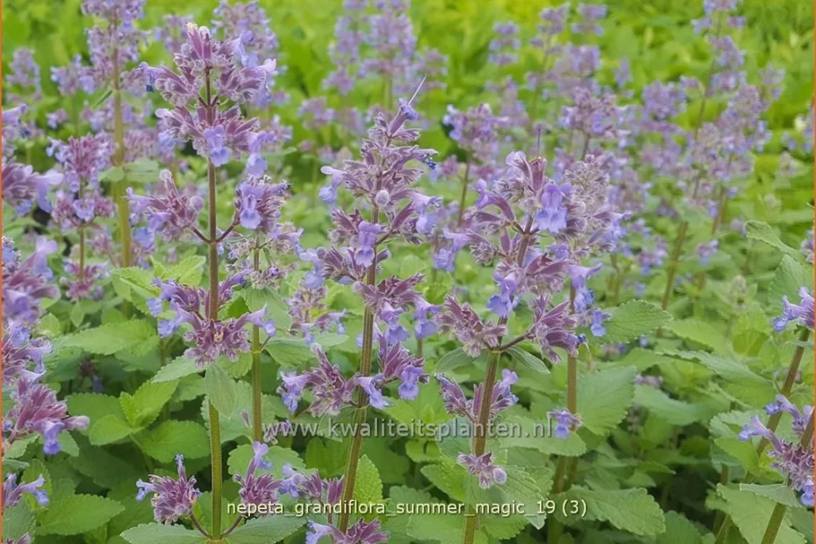 Nepeta grandiflora 'Summer Magic'