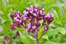 Origanum laevigatum 'Herrenhausen'