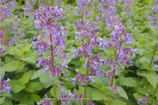 Nepeta grandiflora 'Summer Magic'