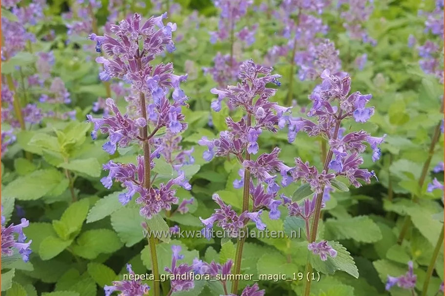 Nepeta grandiflora 'Summer Magic'