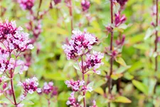 Origanum laevigatum 'Herrenhausen'