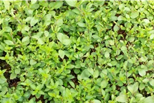 Origanum laevigatum 'Herrenhausen'