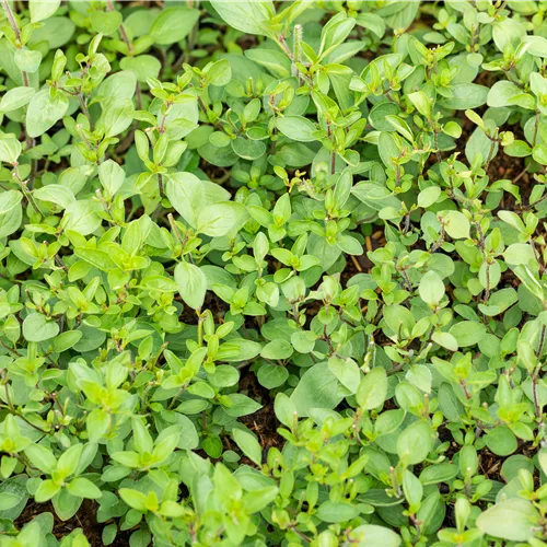 Origanum laevigatum 'Herrenhausen'