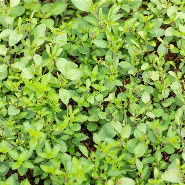 Origanum laevigatum 'Herrenhausen'