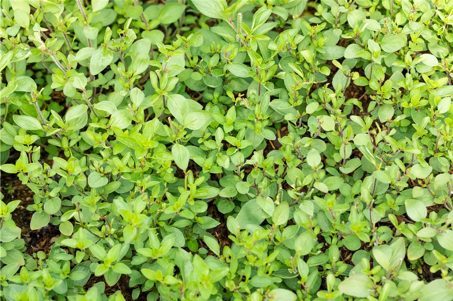 Origanum laevigatum 'Herrenhausen'