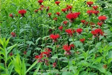 Monarda fistulosa 'Cambridge Scarlet'