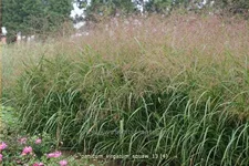 Panicum virgatum 'Squaw'