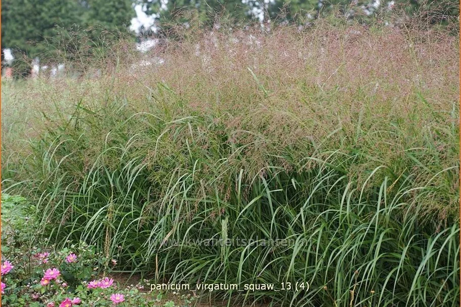 Panicum virgatum 'Squaw'