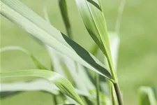 Panicum virgatum 'Squaw'