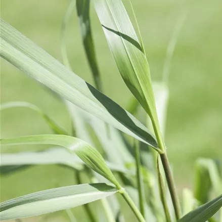 Panicum virgatum 'Squaw'