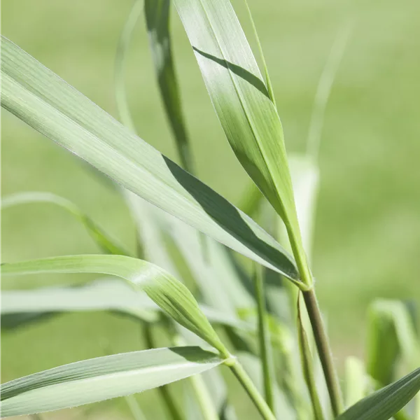 Panicum virgatum 'Squaw'