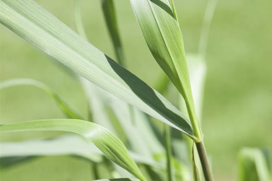 Panicum virgatum 'Squaw'