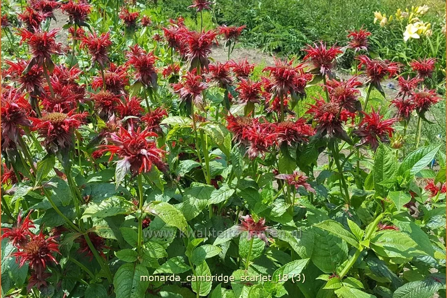 Monarda fistulosa 'Cambridge Scarlet'