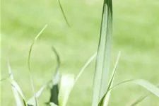 Panicum virgatum 'Squaw'