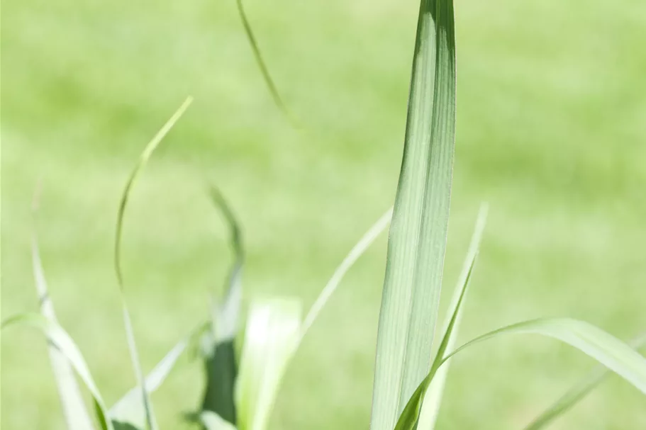 Panicum virgatum 'Squaw'