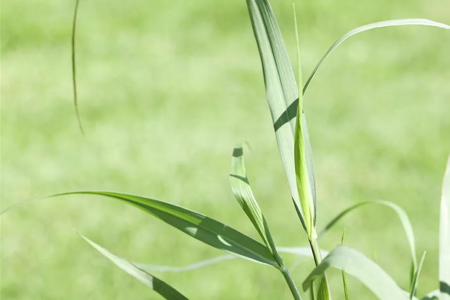Panicum virgatum 'Squaw'