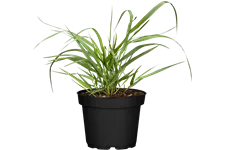 Panicum virgatum 'Squaw'