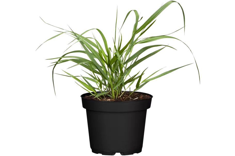 Panicum virgatum 'Squaw'