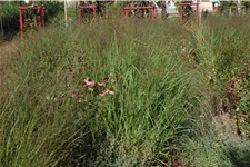 Panicum virgatum 'Squaw'