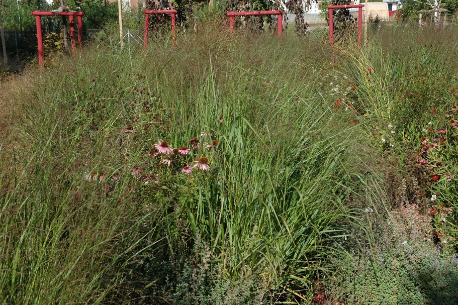 Panicum virgatum 'Squaw'