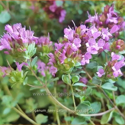 Origanum laevigatum 'Hopleys'