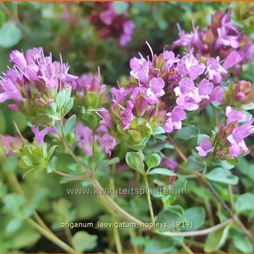 Origanum laevigatum 'Hopleys'