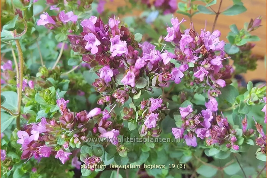 Origanum laevigatum 'Hopleys'