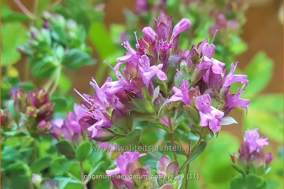 Origanum laevigatum 'Hopleys'