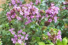 Origanum laevigatum 'Hopleys'