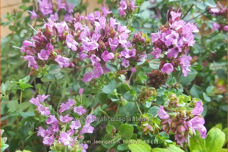 Origanum laevigatum 'Hopleys'