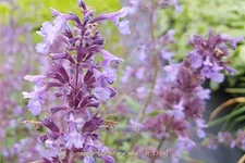 Nepeta grandiflora 'Wild Cat'