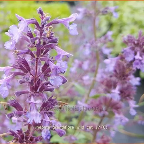 Nepeta grandiflora 'Wild Cat'