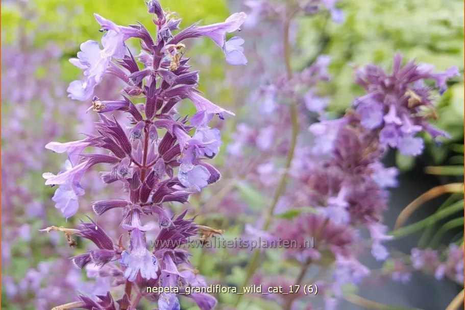 Nepeta grandiflora 'Wild Cat'