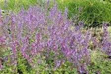 Nepeta grandiflora 'Wild Cat'