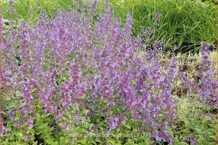 Nepeta grandiflora 'Wild Cat'