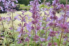 Nepeta grandiflora 'Wild Cat'