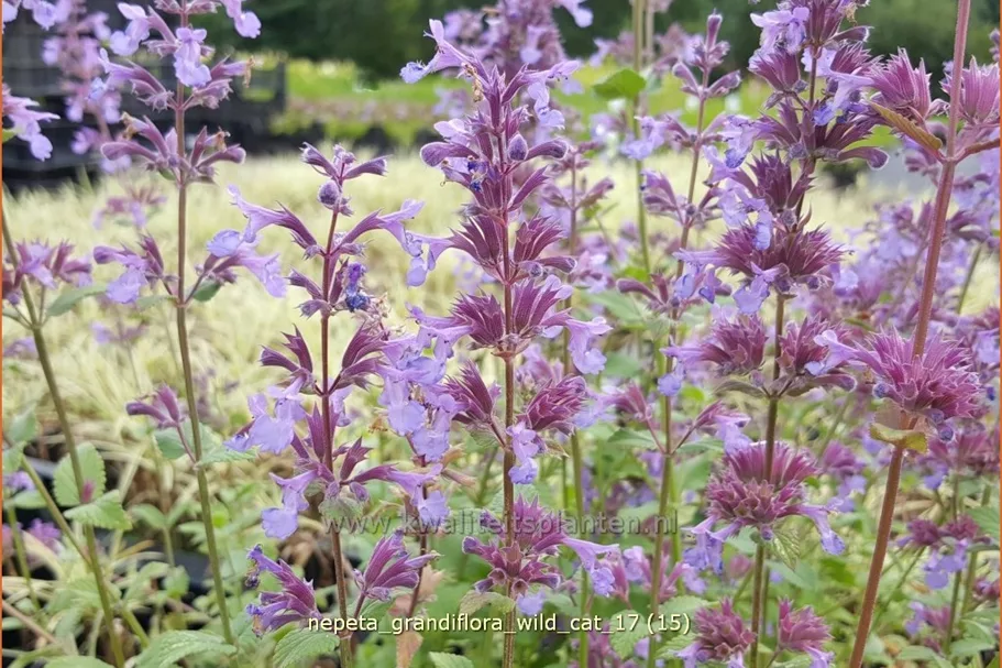 Nepeta grandiflora 'Wild Cat'