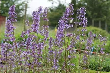 Nepeta grandiflora 'Wild Cat'