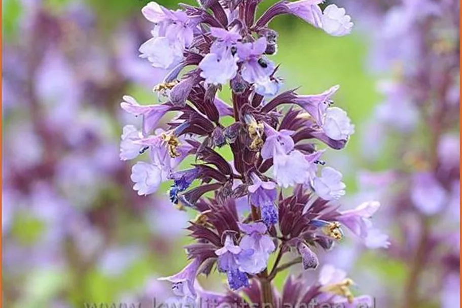 Nepeta grandiflora 'Wild Cat'