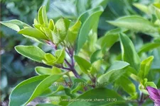Origanum laevigatum 'Purple Charm'