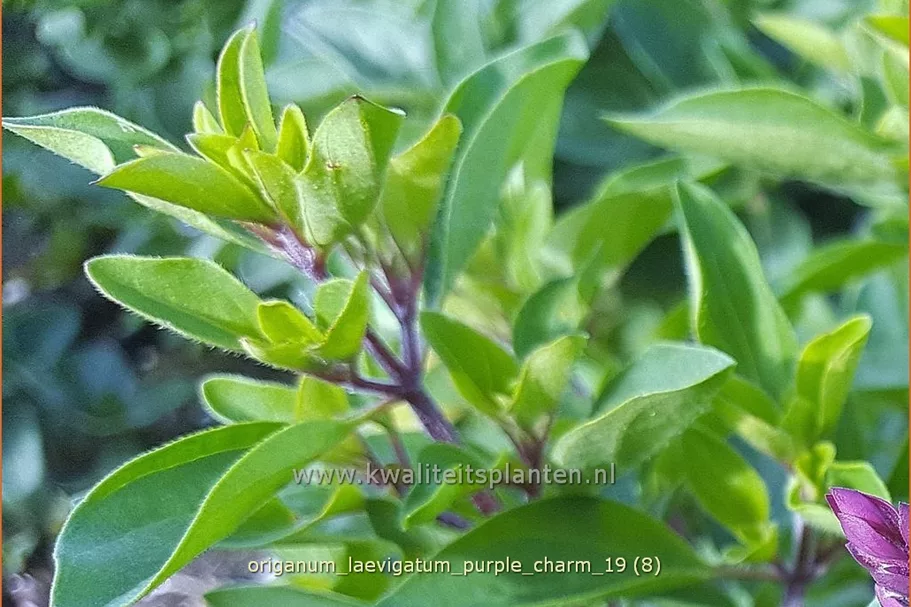 Origanum laevigatum 'Purple Charm'